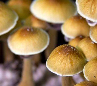 5 Potential Health Benefits Of Magic Mushrooms