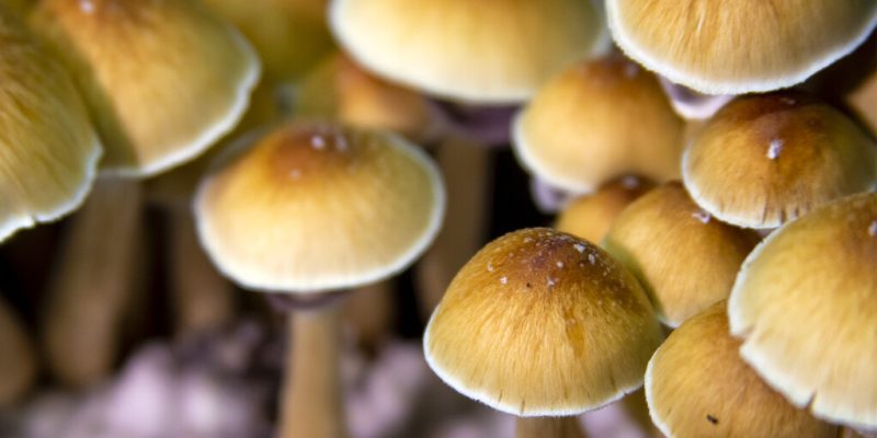 5 Potential Health Benefits Of Magic Mushrooms