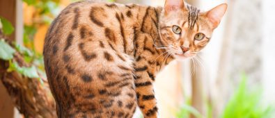 How Bengal Cats Conquered the Feline World!