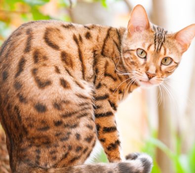 How Bengal Cats Conquered the Feline World!