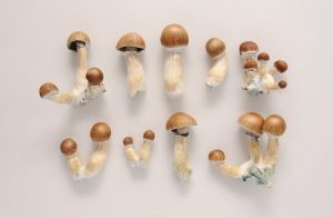 Beginner’s Bliss: Why Golden Teacher is the Perfect Start for Your Mycology Journey