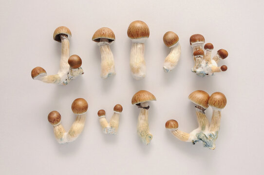 Beginner’s Bliss: Why Golden Teacher is the Perfect Start for Your Mycology Journey