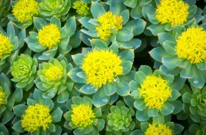 Rhodiola fo' Athletes: Boost Yo crazy-ass Performizzle Naturally