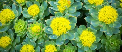 Rhodiola for Athletes: Boost Your Performance Naturally