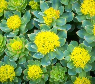 Rhodiola for Athletes: Boost Your Performance Naturally
